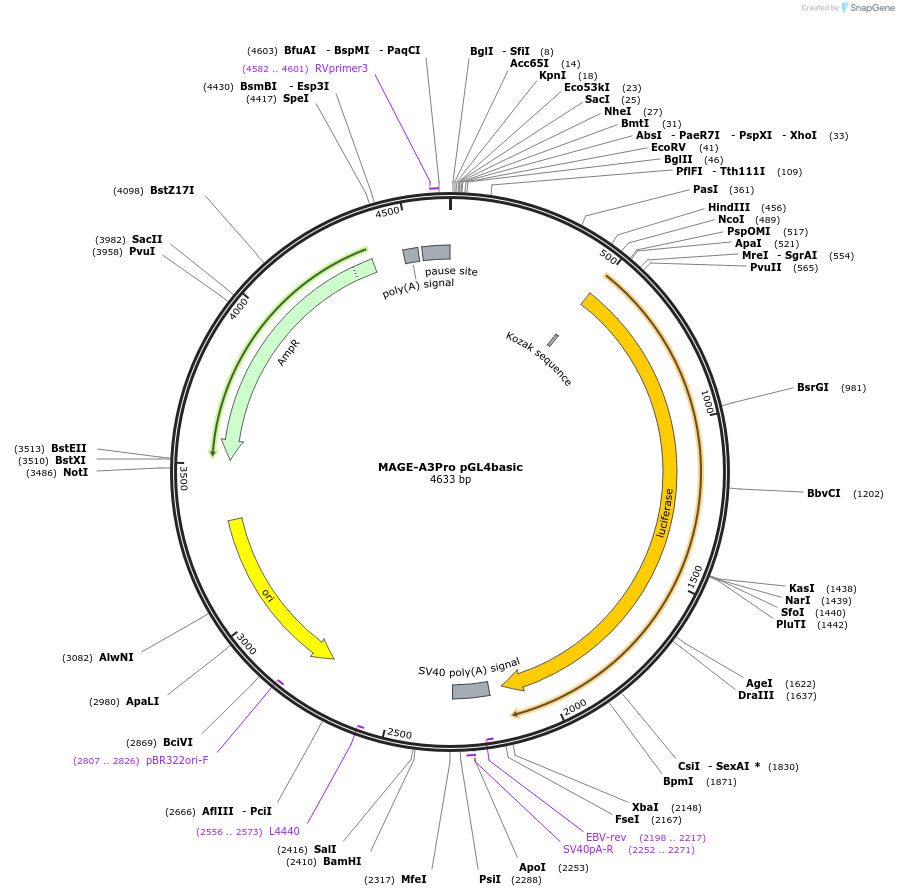 78138-plasmid-map-sequence-id-146988
