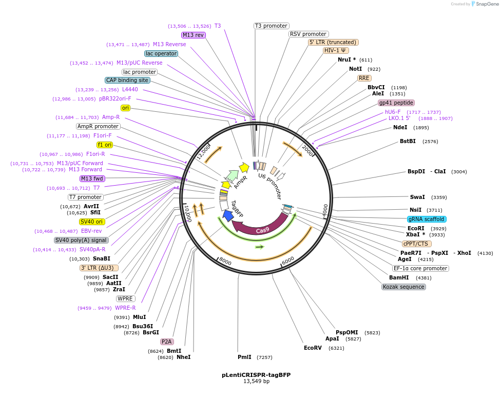 75160-plasmid-map-sequence-id-147049