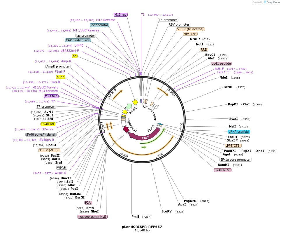 75162-plasmid-map-sequence-id-147053