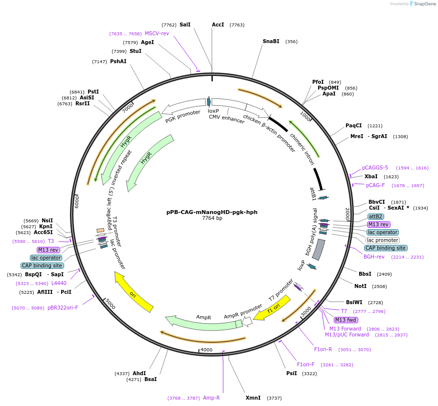74909-plasmid-map-sequence-id-147136