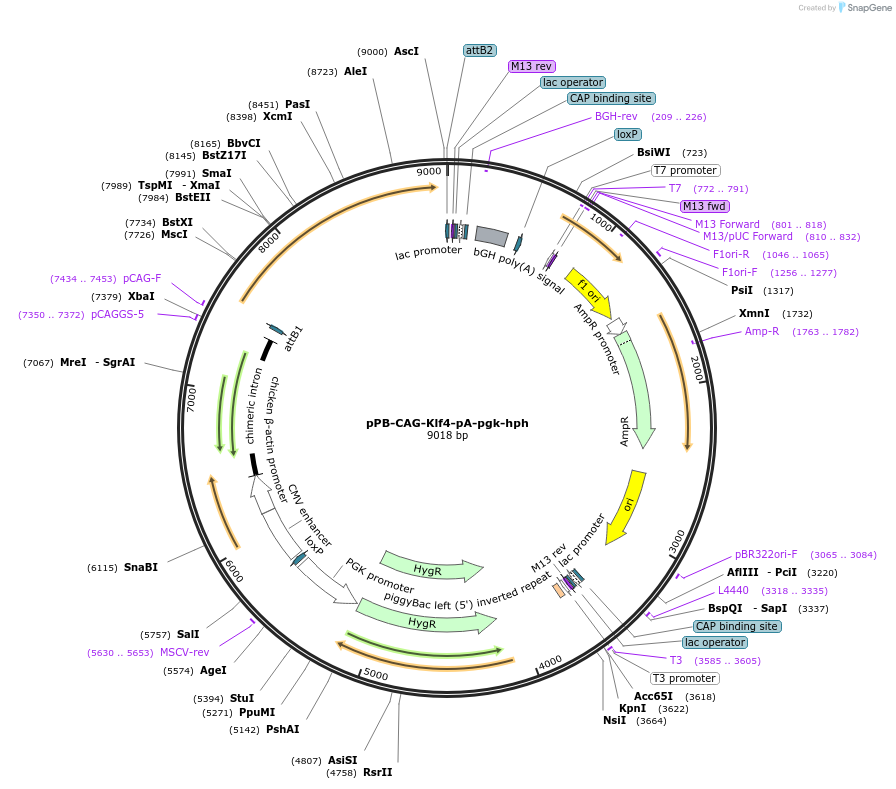 74906-plasmid-map-sequence-id-147137