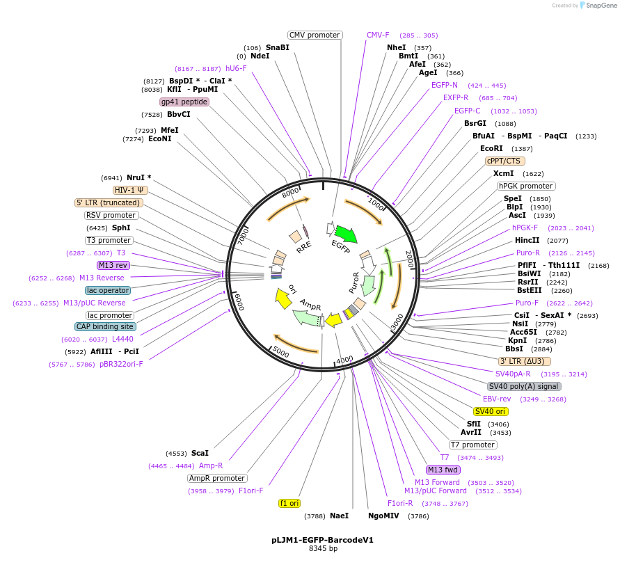 78633-plasmid-map-sequence-id-147167