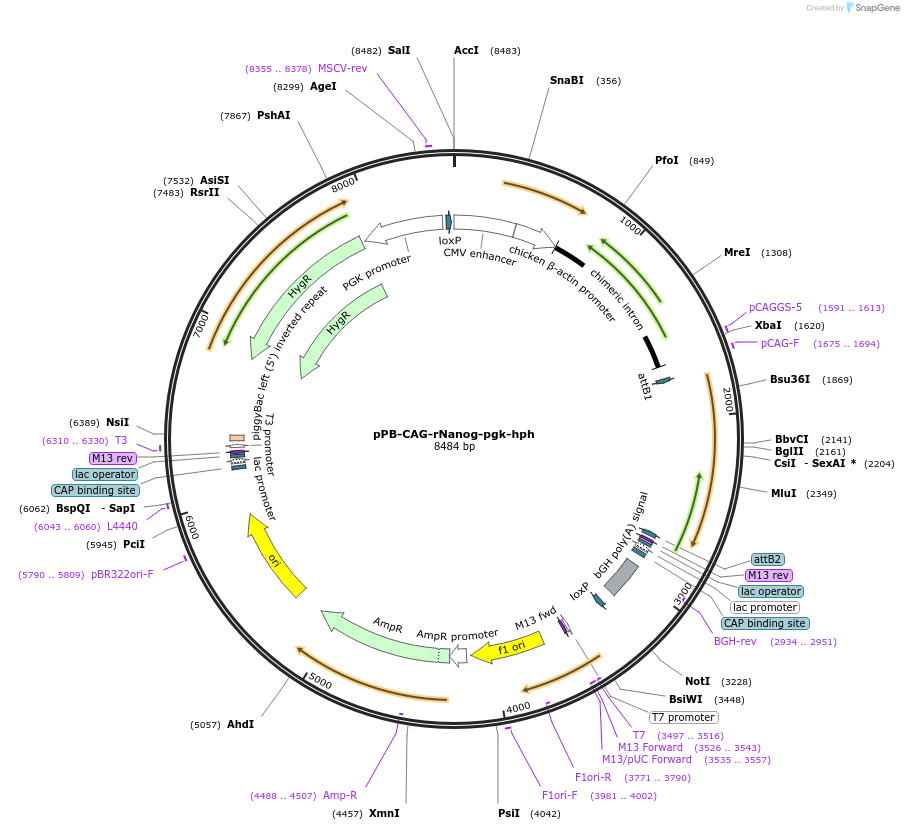 74917-plasmid-map-sequence-id-147223