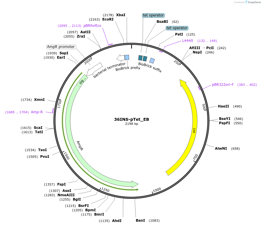 78679-plasmid-map-sequence-id-147242