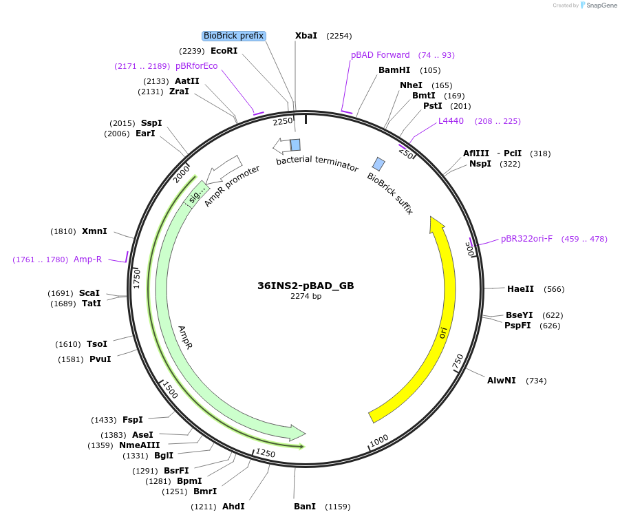 78677-plasmid-map-sequence-id-147244