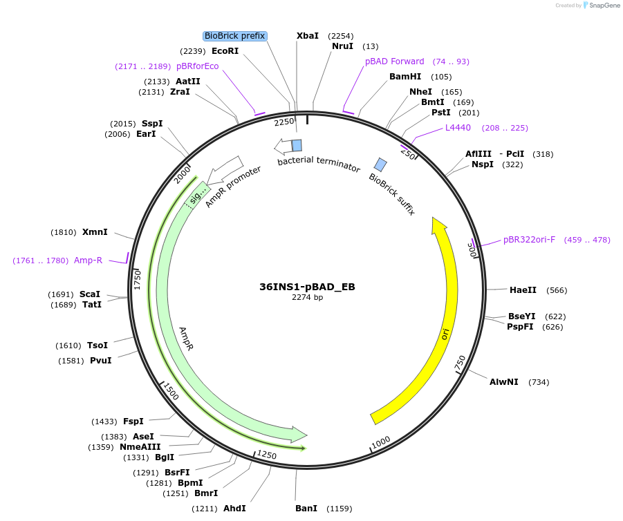 78671-plasmid-map-sequence-id-147250
