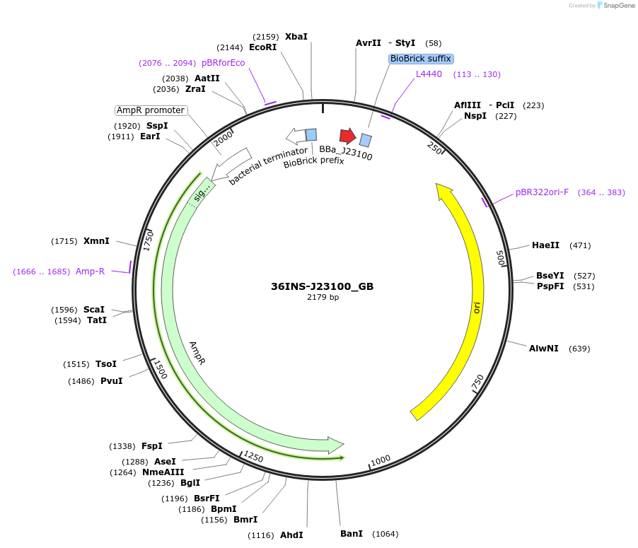 78669-plasmid-map-sequence-id-147252