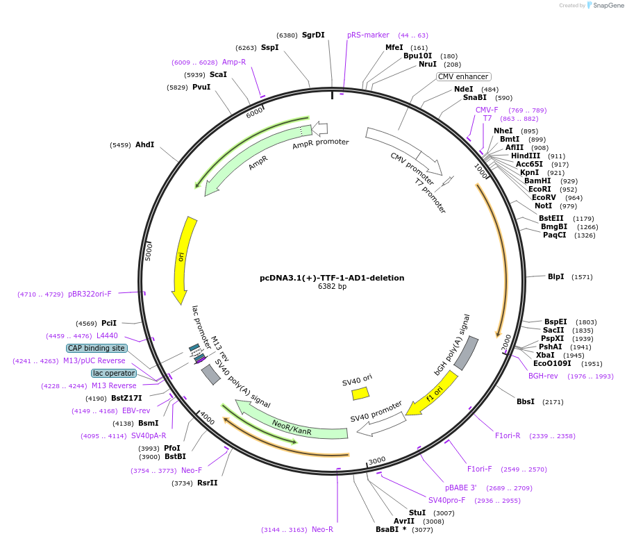 75265-plasmid-map-sequence-id-147271