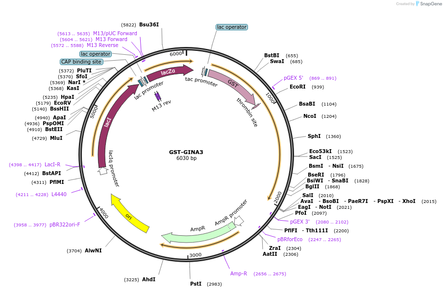 74979-plasmid-map-sequence-id-147383