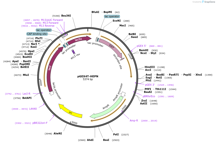 75296-plasmid-map-sequence-id-147436
