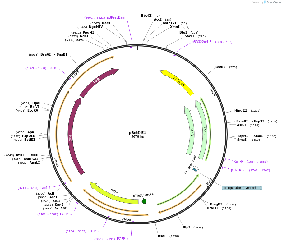 74677-plasmid-map-sequence-id-147447