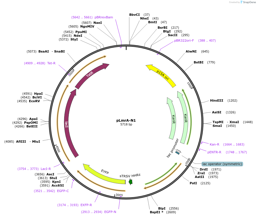 74684-plasmid-map-sequence-id-147450