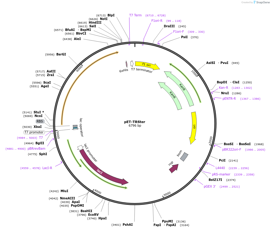 78865-plasmid-map-sequence-id-147493