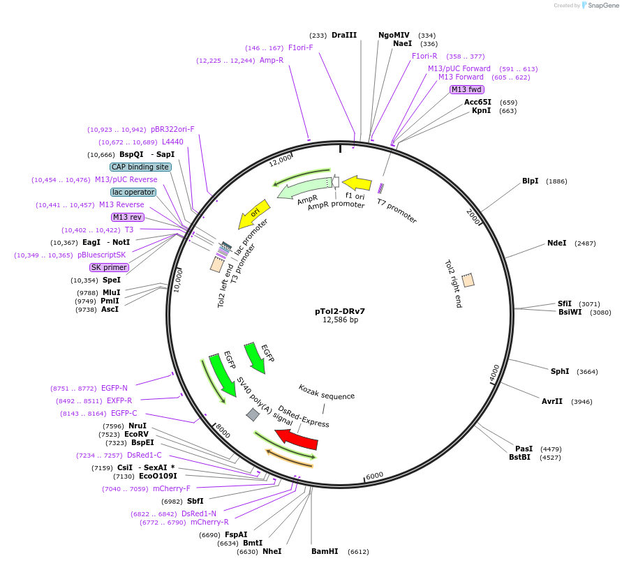 78627-plasmid-map-sequence-id-147524