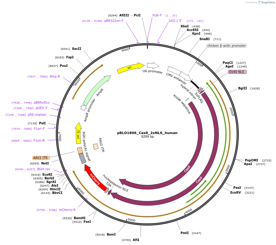 74493-plasmid-map-sequence-id-147632