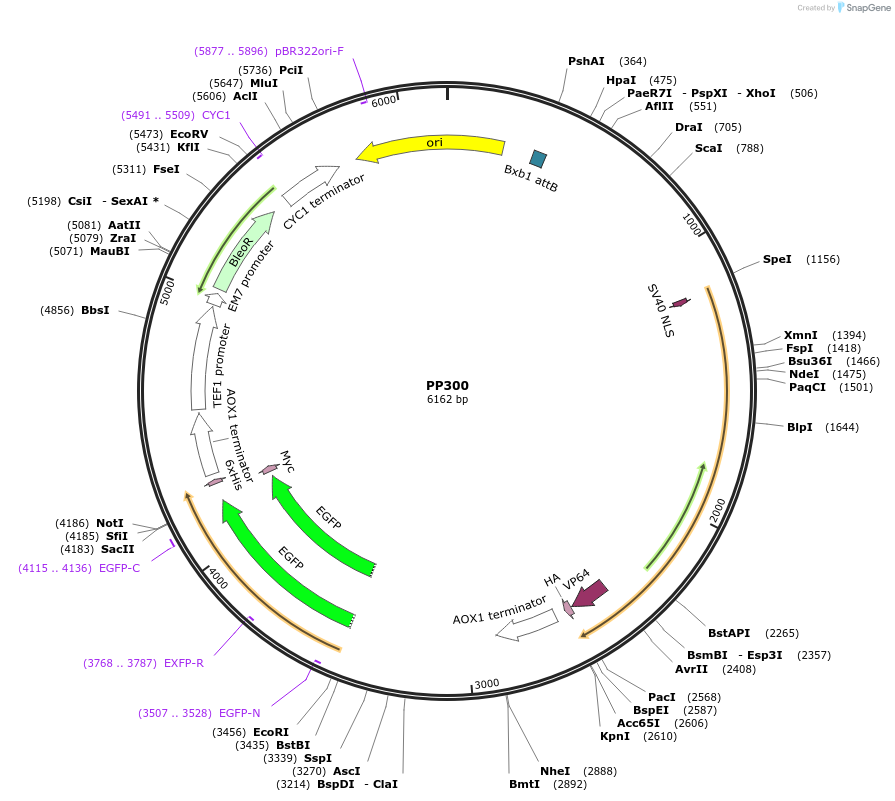 78940-plasmid-map-sequence-id-147684