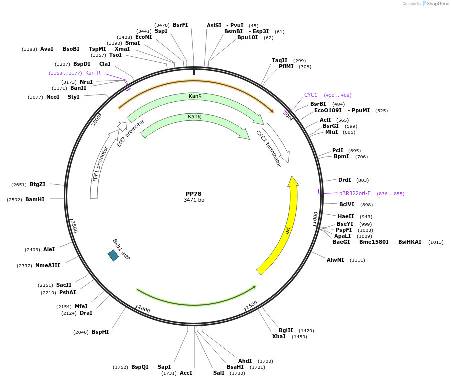 78948-plasmid-map-sequence-id-147692