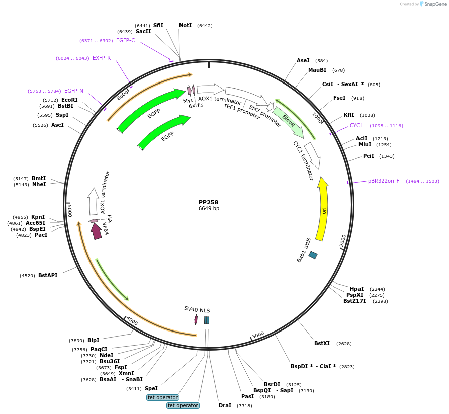 78962-plasmid-map-sequence-id-147707