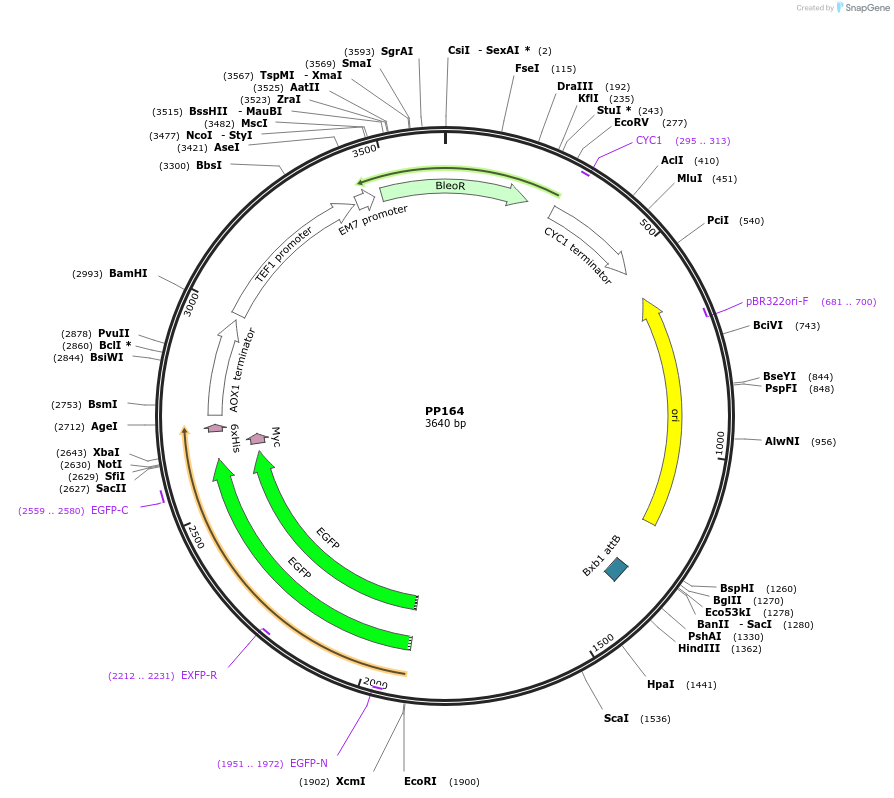 78988-plasmid-map-sequence-id-147733