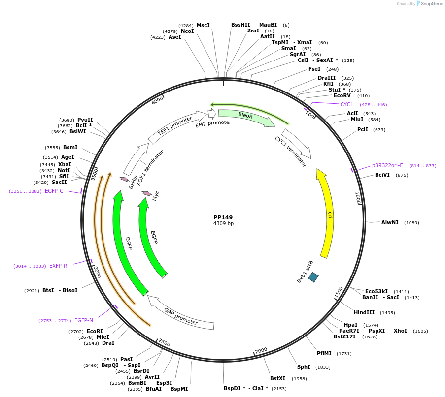 78989-plasmid-map-sequence-id-147734