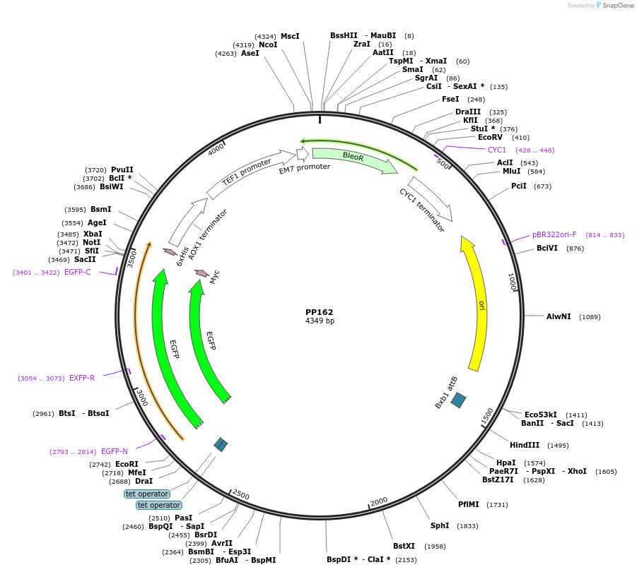 78995-plasmid-map-sequence-id-147740