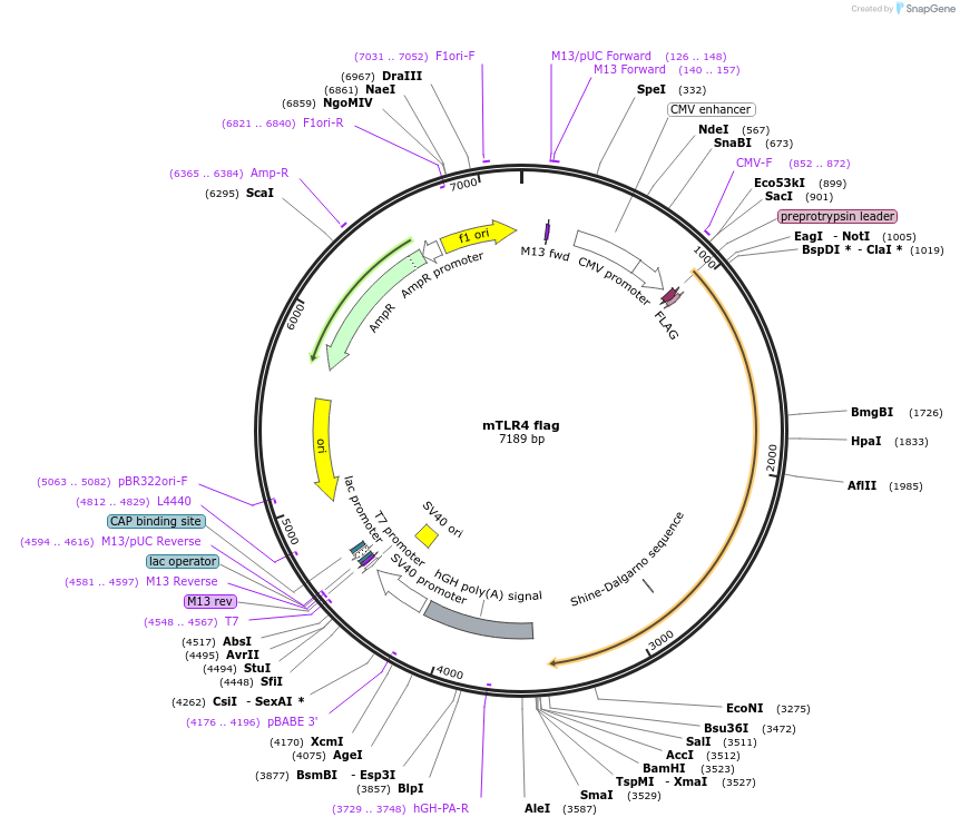 13087-plasmid-map-sequence-id-147760