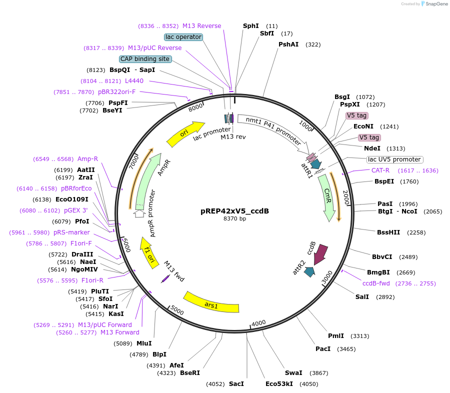 79018-plasmid-map-sequence-id-147775