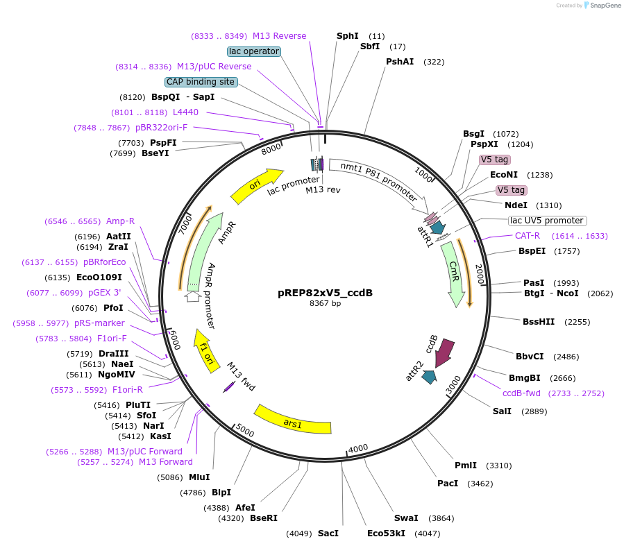 79020-plasmid-map-sequence-id-147777