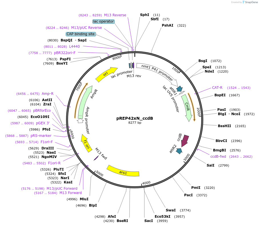 79024-plasmid-map-sequence-id-147781