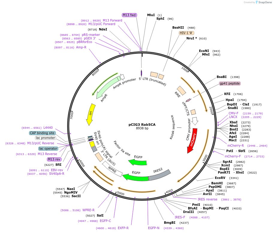 78268-plasmid-map-sequence-id-147784