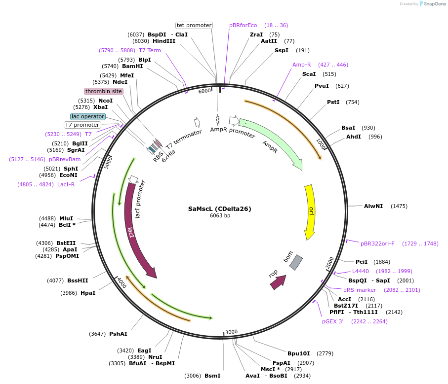 79027-plasmid-map-sequence-id-147811