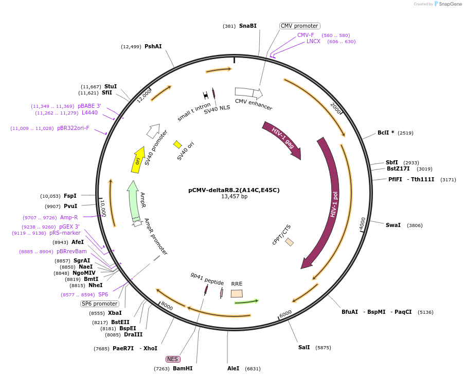 79047-plasmid-map-sequence-id-147857
