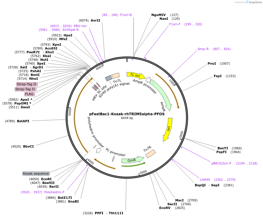 79038-plasmid-map-sequence-id-147871