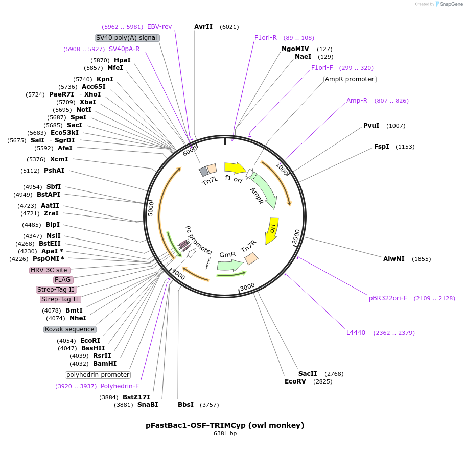 79035-plasmid-map-sequence-id-147874
