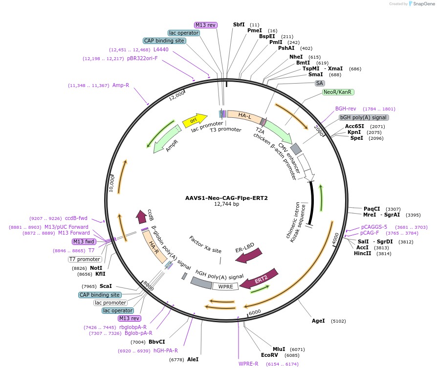 68460-plasmid-map-sequence-id-147885