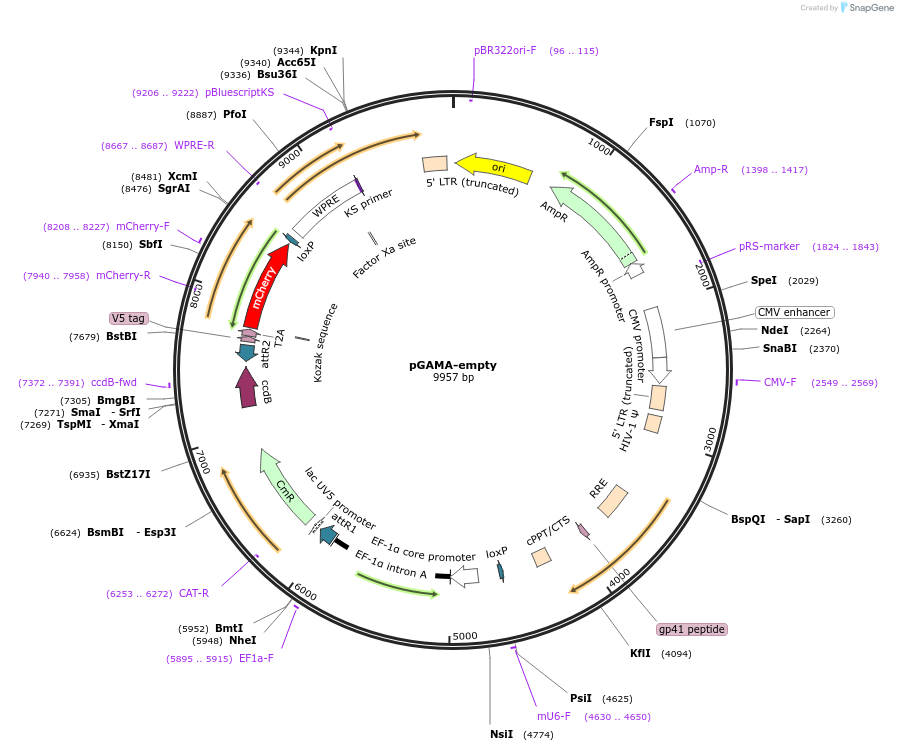 74755-plasmid-map-sequence-id-147891