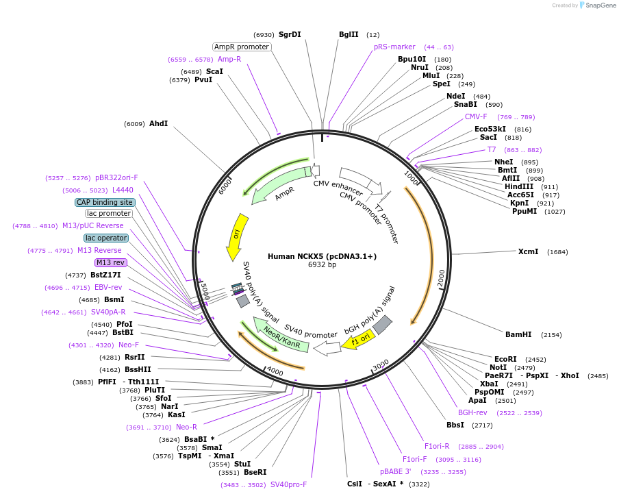 75214-plasmid-map-sequence-id-147898