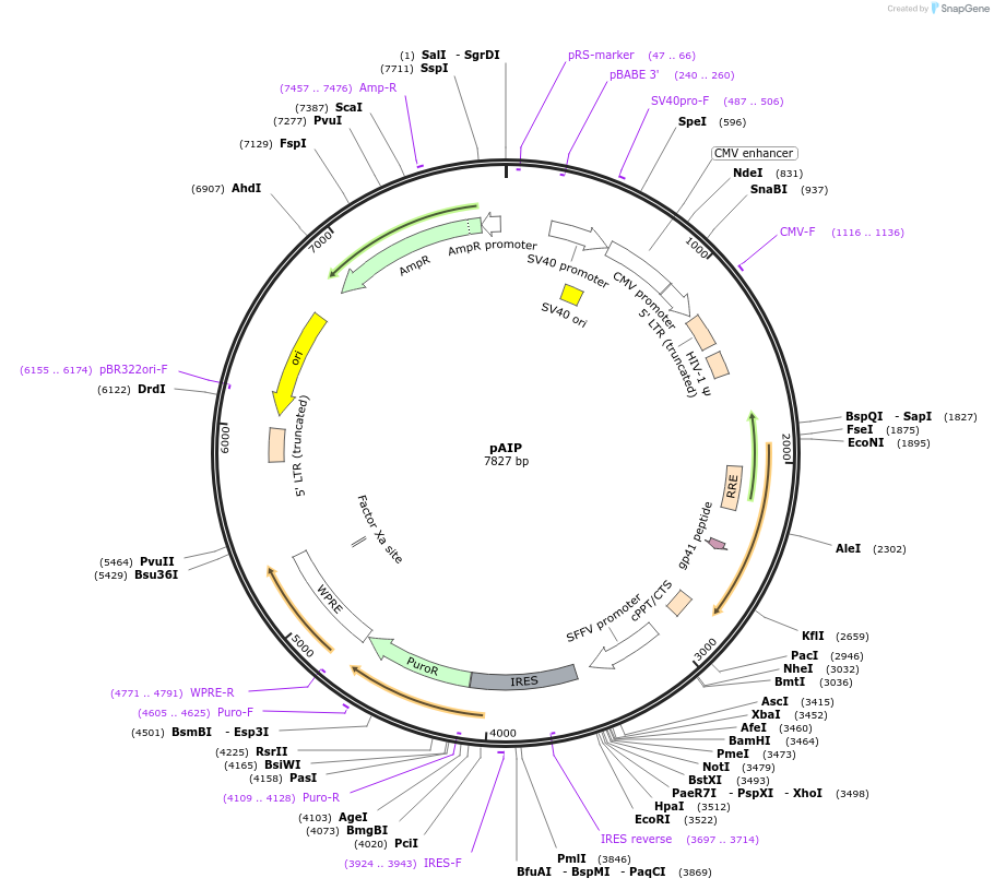 74171-plasmid-map-sequence-id-147908