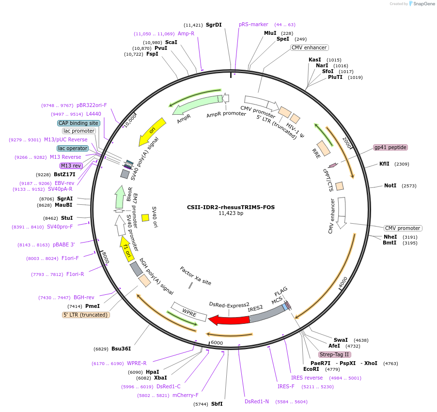 79059-plasmid-map-sequence-id-147911