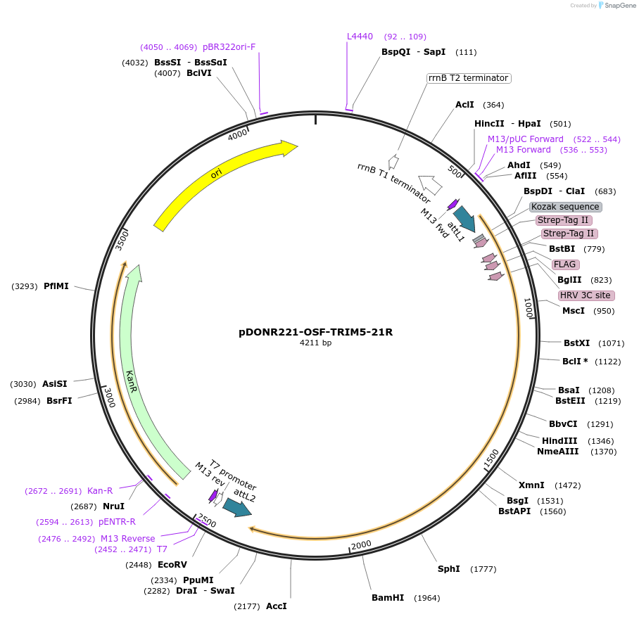 79063-plasmid-map-sequence-id-147913
