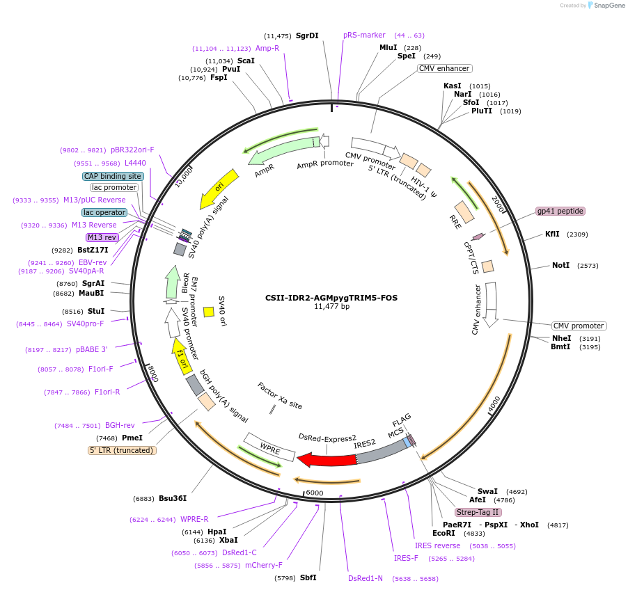 79064-plasmid-map-sequence-id-147918
