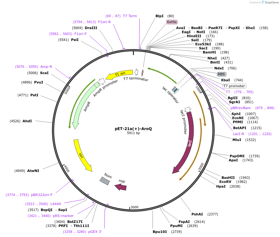 12682-plasmid-map-sequence-id-147966