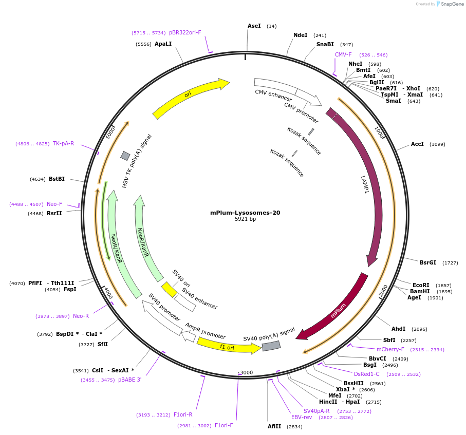 55982-plasmid-map-sequence-id-147991