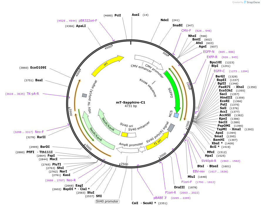 54545-plasmid-map-sequence-id-147997