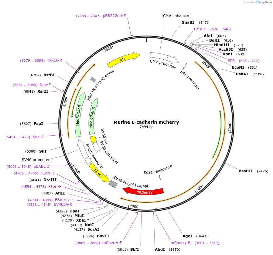 71366-plasmid-map-sequence-id-147999