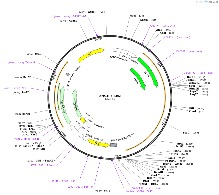 71368-plasmid-map-sequence-id-148001