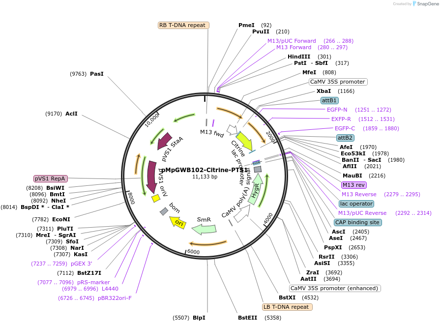 44592-plasmid-map-sequence-id-148042