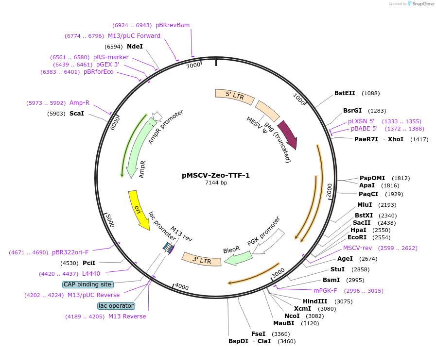 75089-plasmid-map-sequence-id-148055