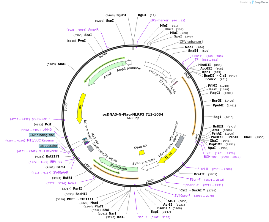 75141-plasmid-map-sequence-id-148062