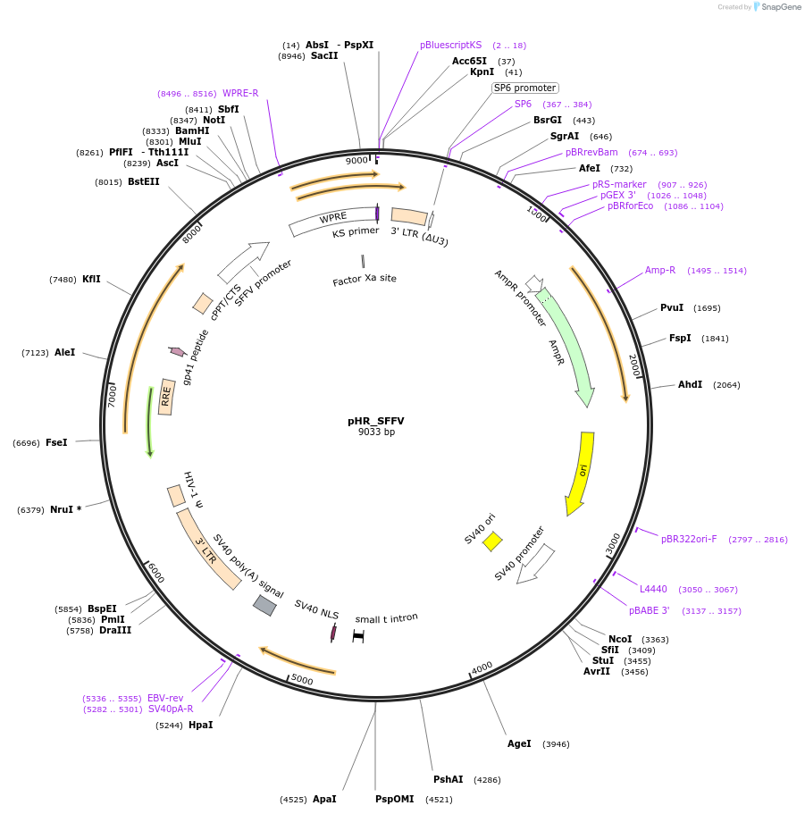 79121-plasmid-map-sequence-id-148090